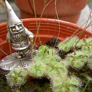 Garden Gnome with D. burmanii